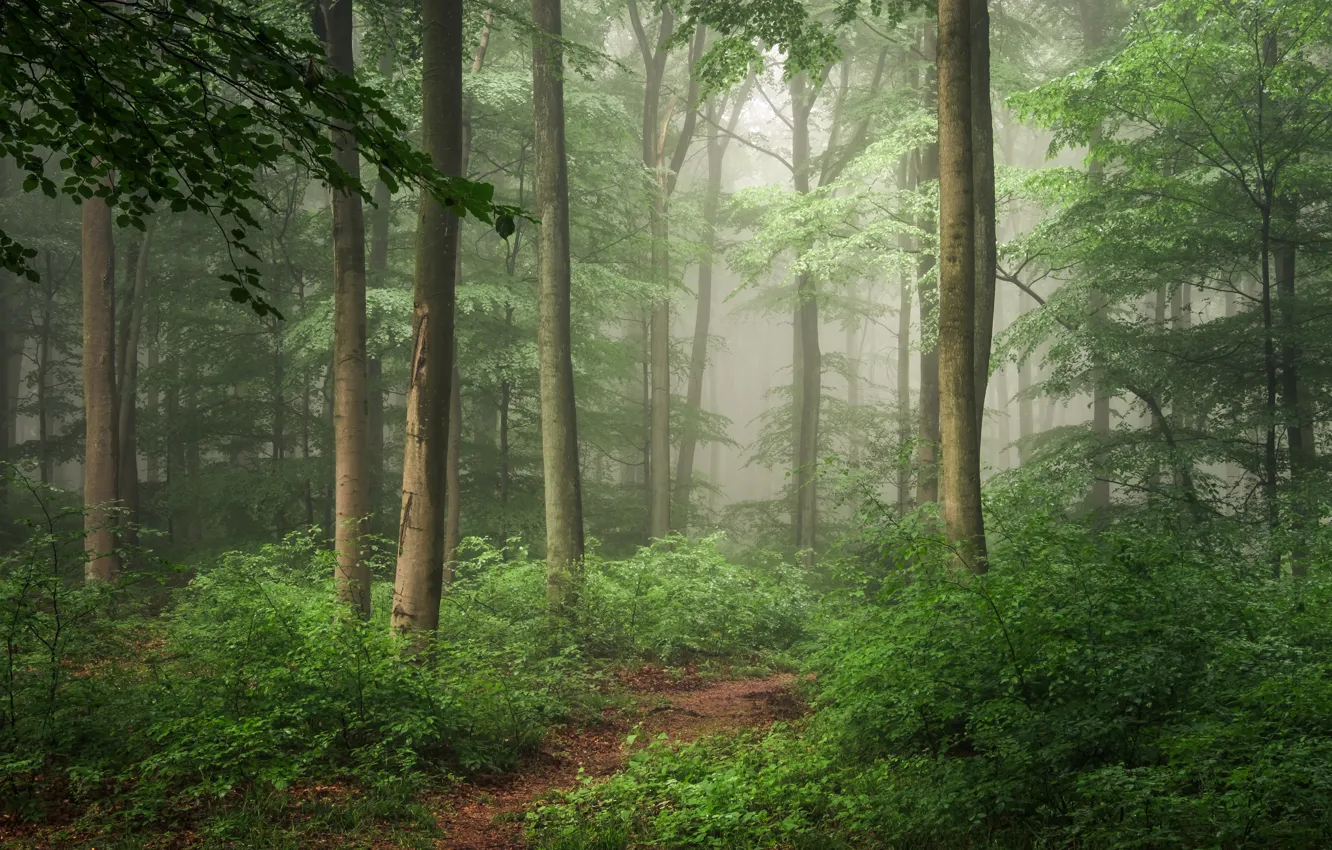 Фото обои лес, деревья, туман, кусты
