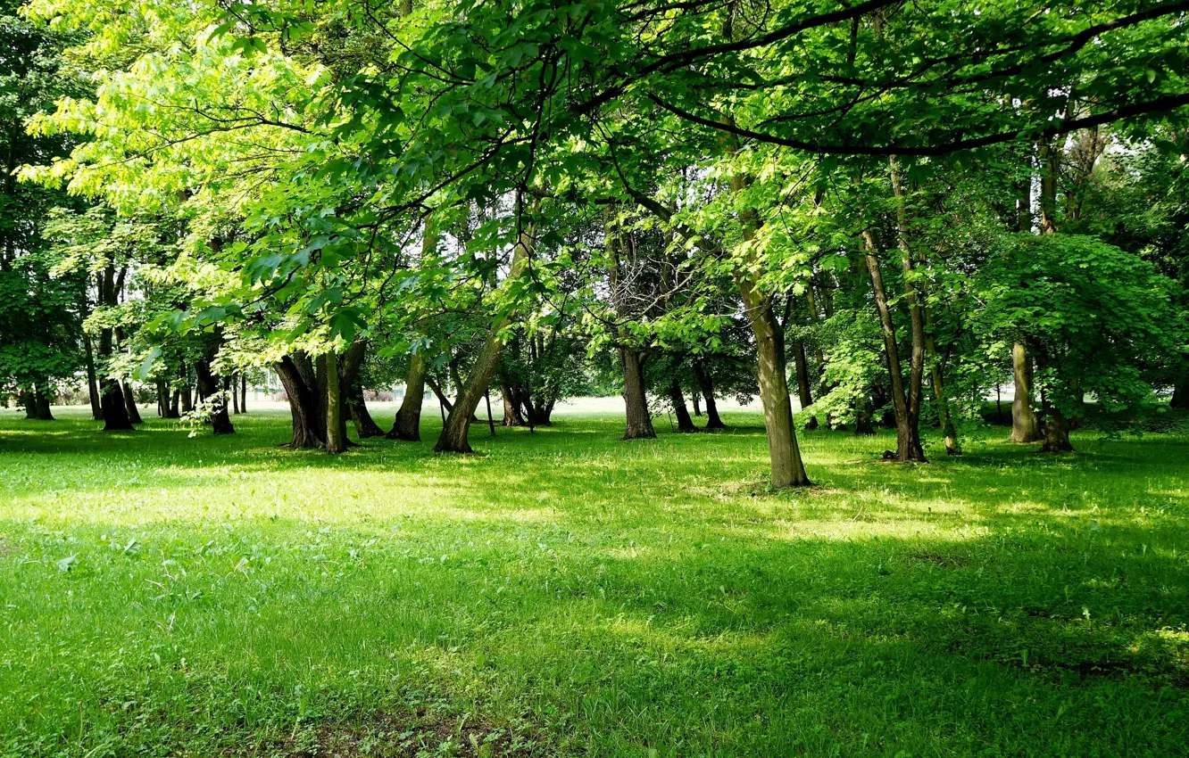 Фото обои green, park, tree, meadow