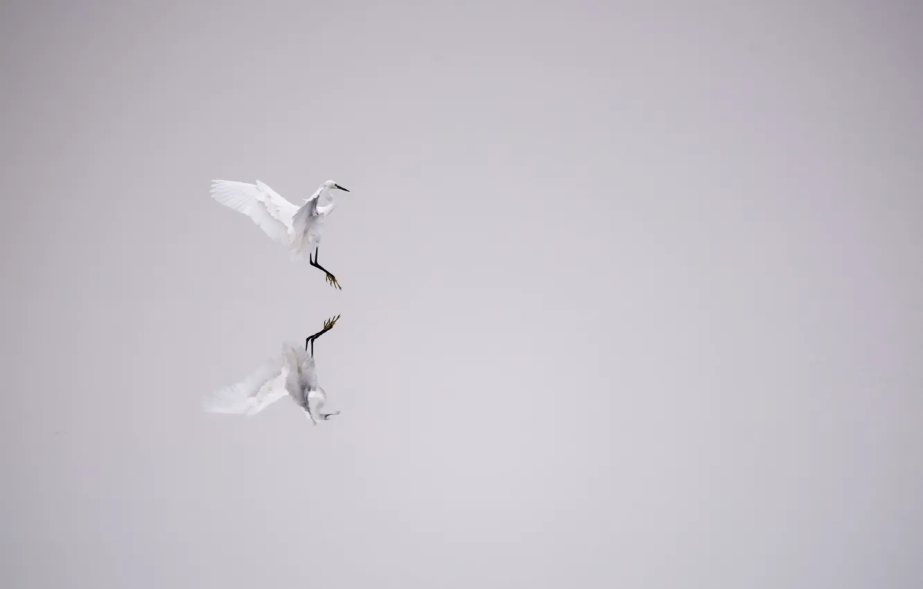 Фото обои вода, отражение, птица