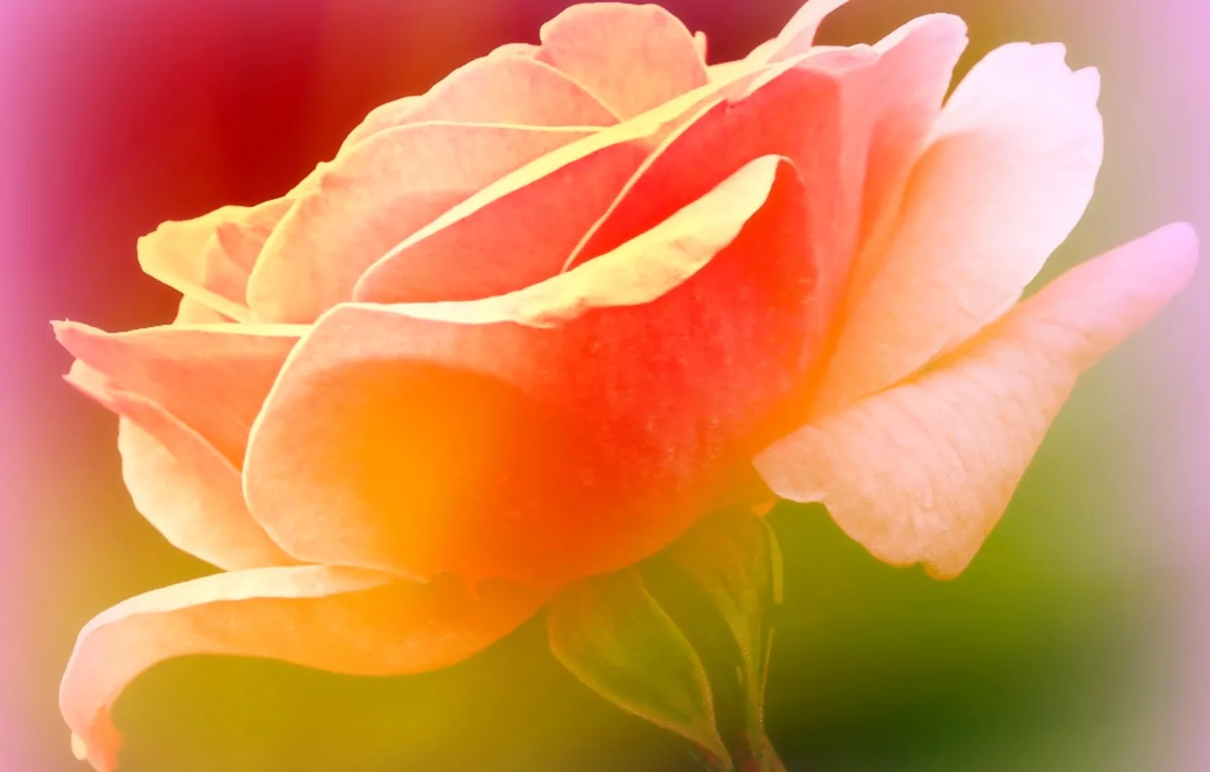 Фото обои цветок, краски, роза, лепестки