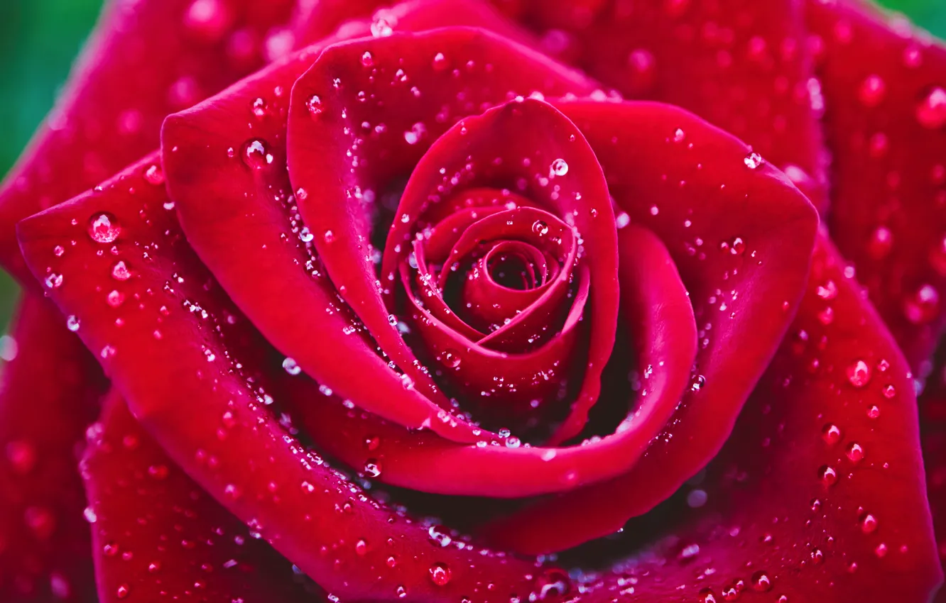 Фото обои цветок, капли, макро, роза, лепестки, красная, алая