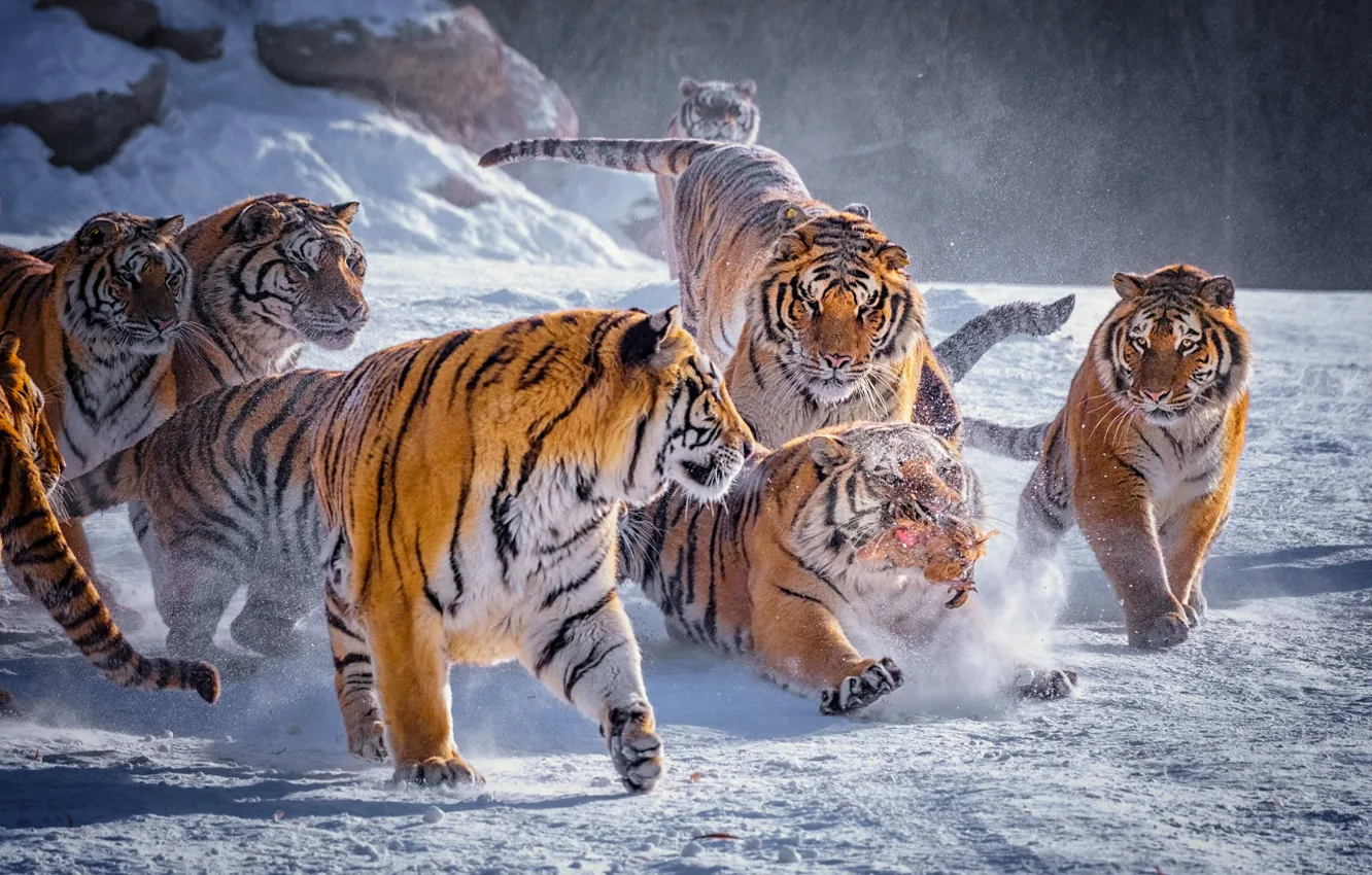 Фото обои зима, снег, природа, тигр, птица, хищники, стая, курица