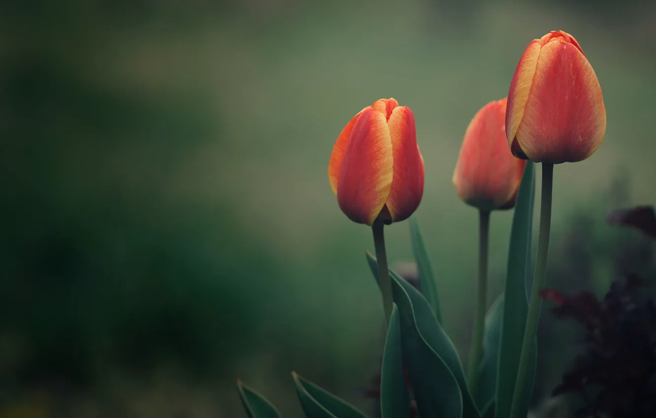 Фото обои листья, зеленый, фон, весна, сад, тюльпаны, красные, оранжевые