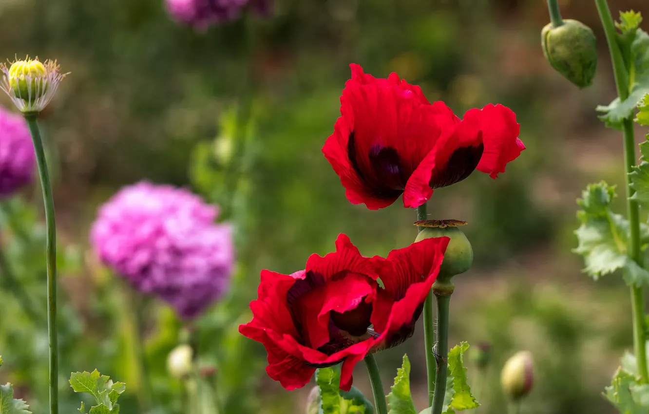 Фото обои цветы, красный, маки, сад, дуэт, боке