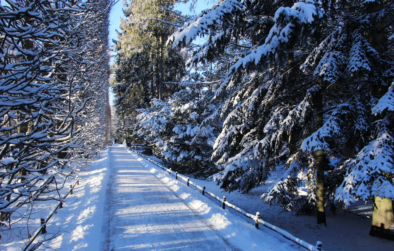 Фото обои trees, park, winter, snow, alley
