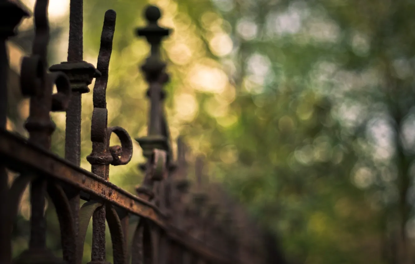 Фото обои зелень, лето, забор, ограда, блур, боке, ков