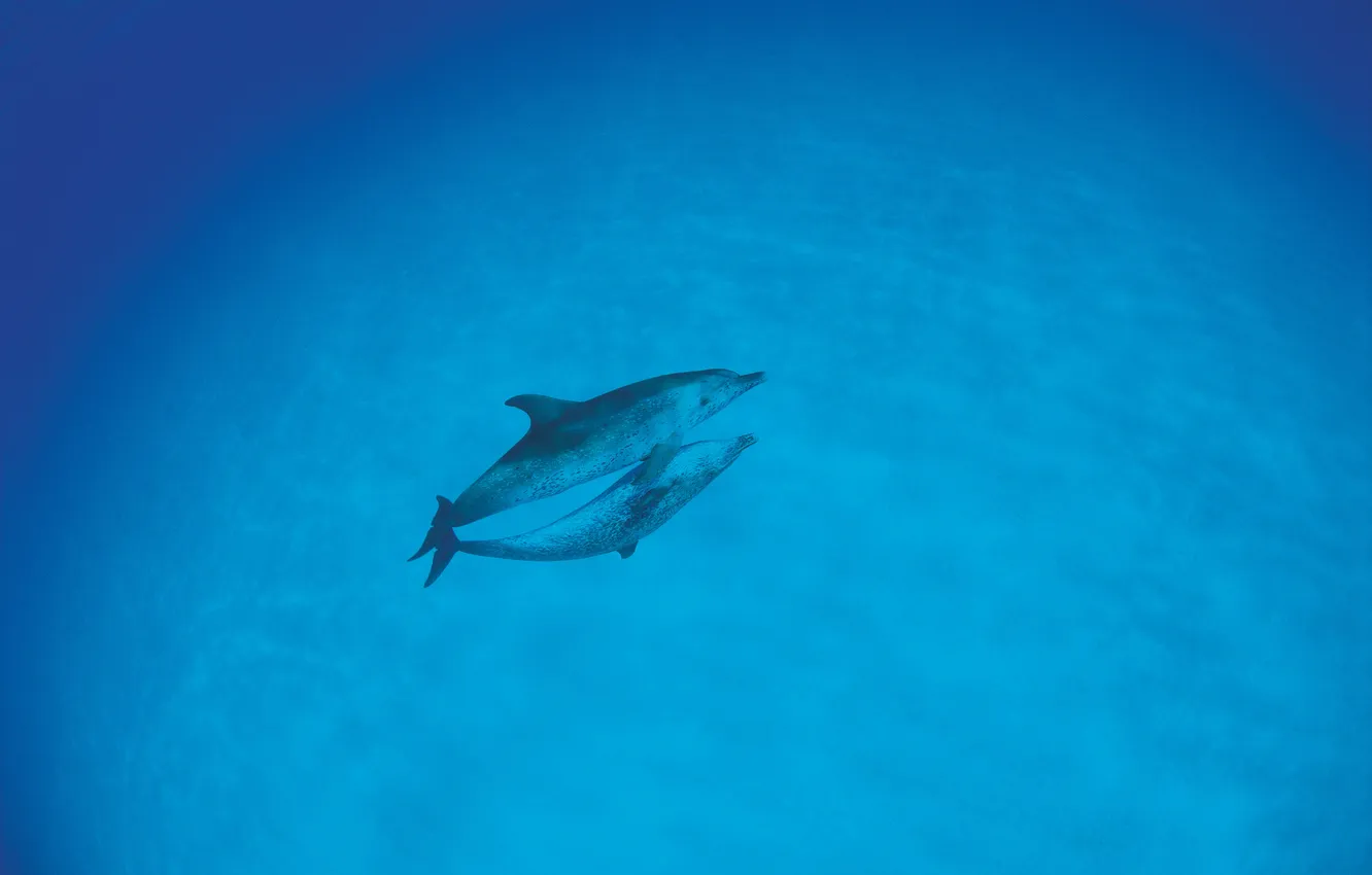 Фото обои море, синева, дельфины