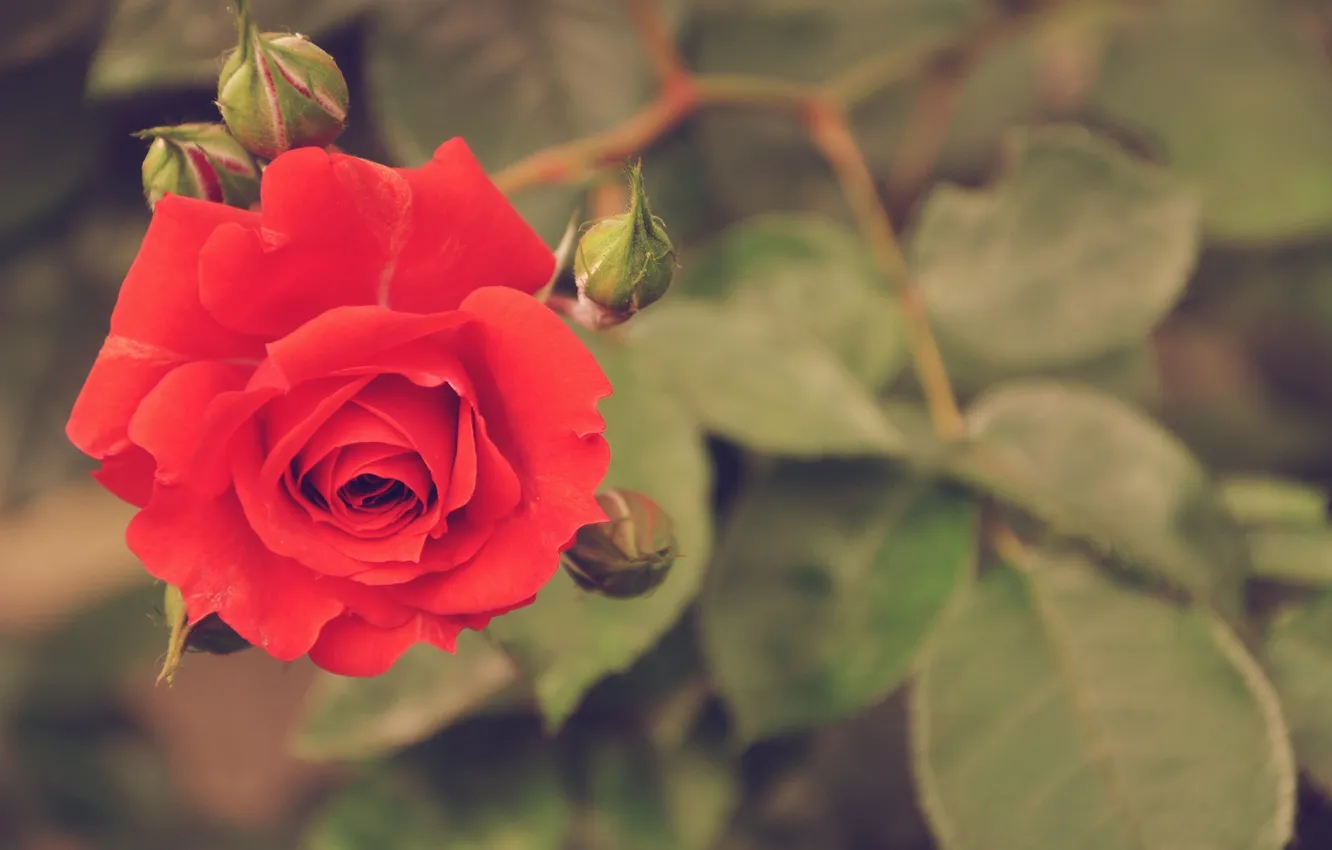 Фото обои макро, роза, красная