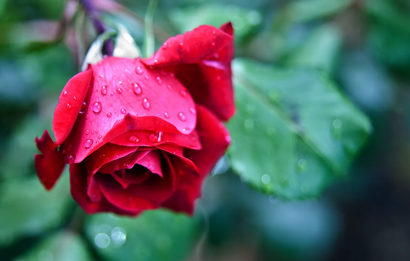 Фото обои капли, макро, цветы, красный, розы, размытие, colorful, red