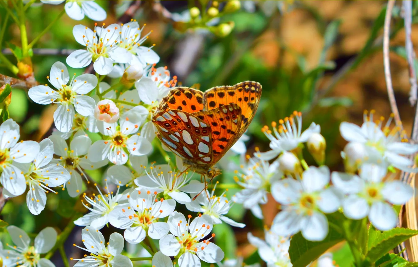 Фото обои Макро, Весна, Бабочка, Flowers, Spring, Цветение, Macro, Butterfly