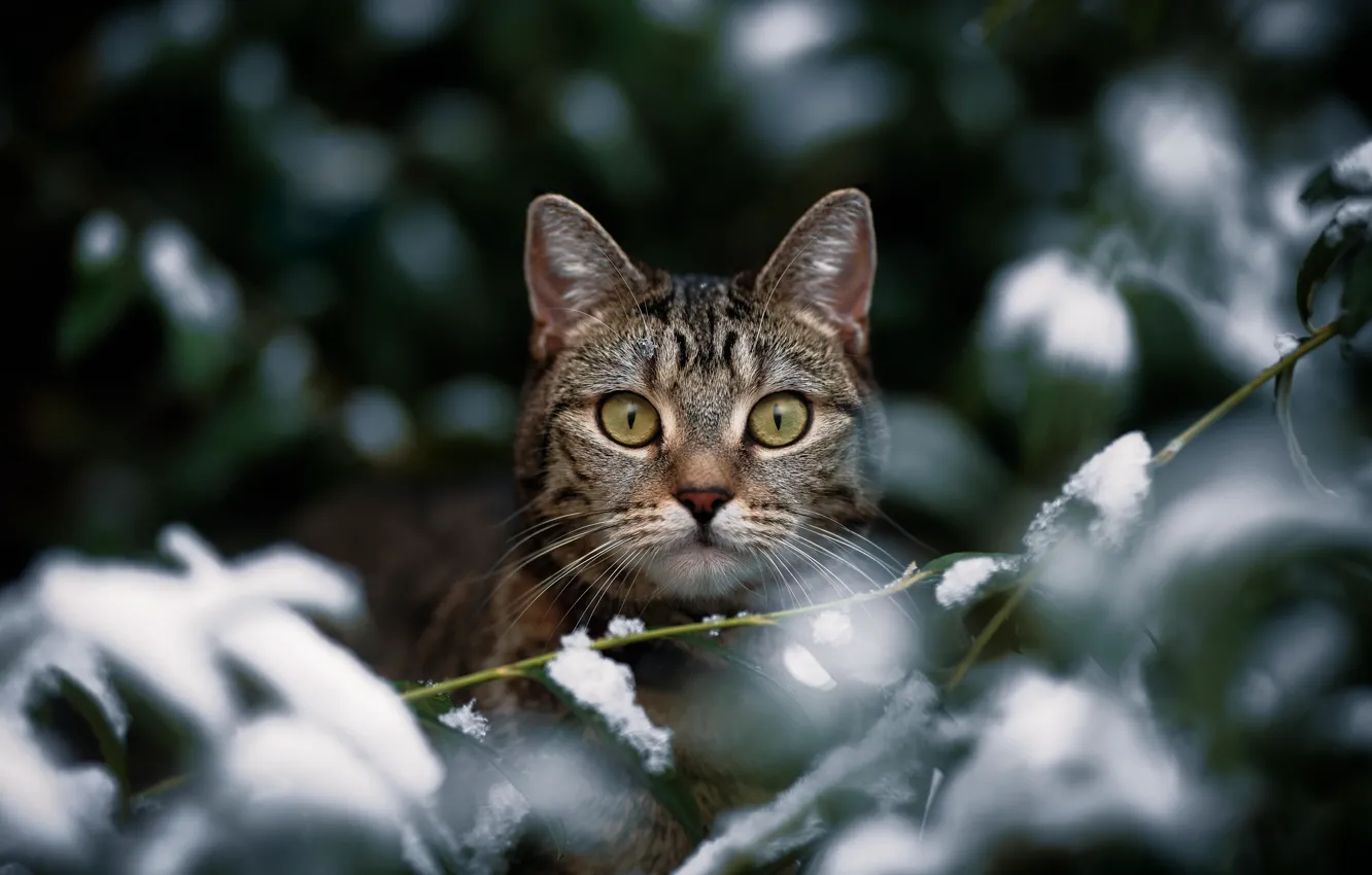 Фото обои кошка, взгляд, снег, ветки, мордочка, котейка