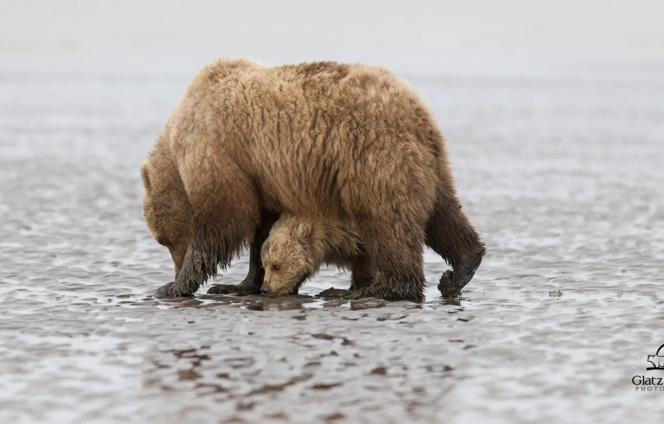 Фото обои медведи, Аляска, медвежонок, Alaska, детёныш, медведица, Lake Clark National Park