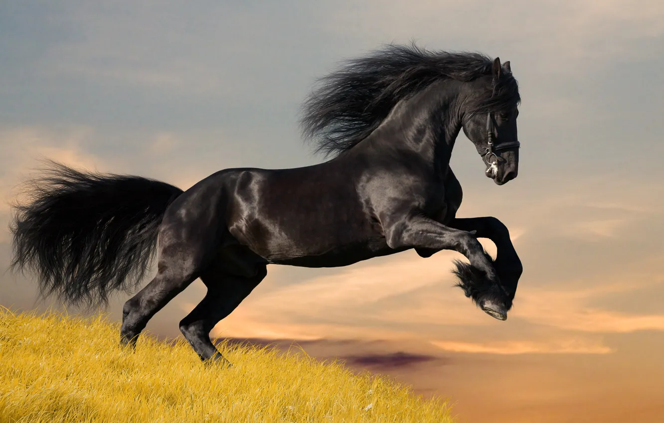 Фото обои черный, Лошадь, мустанг