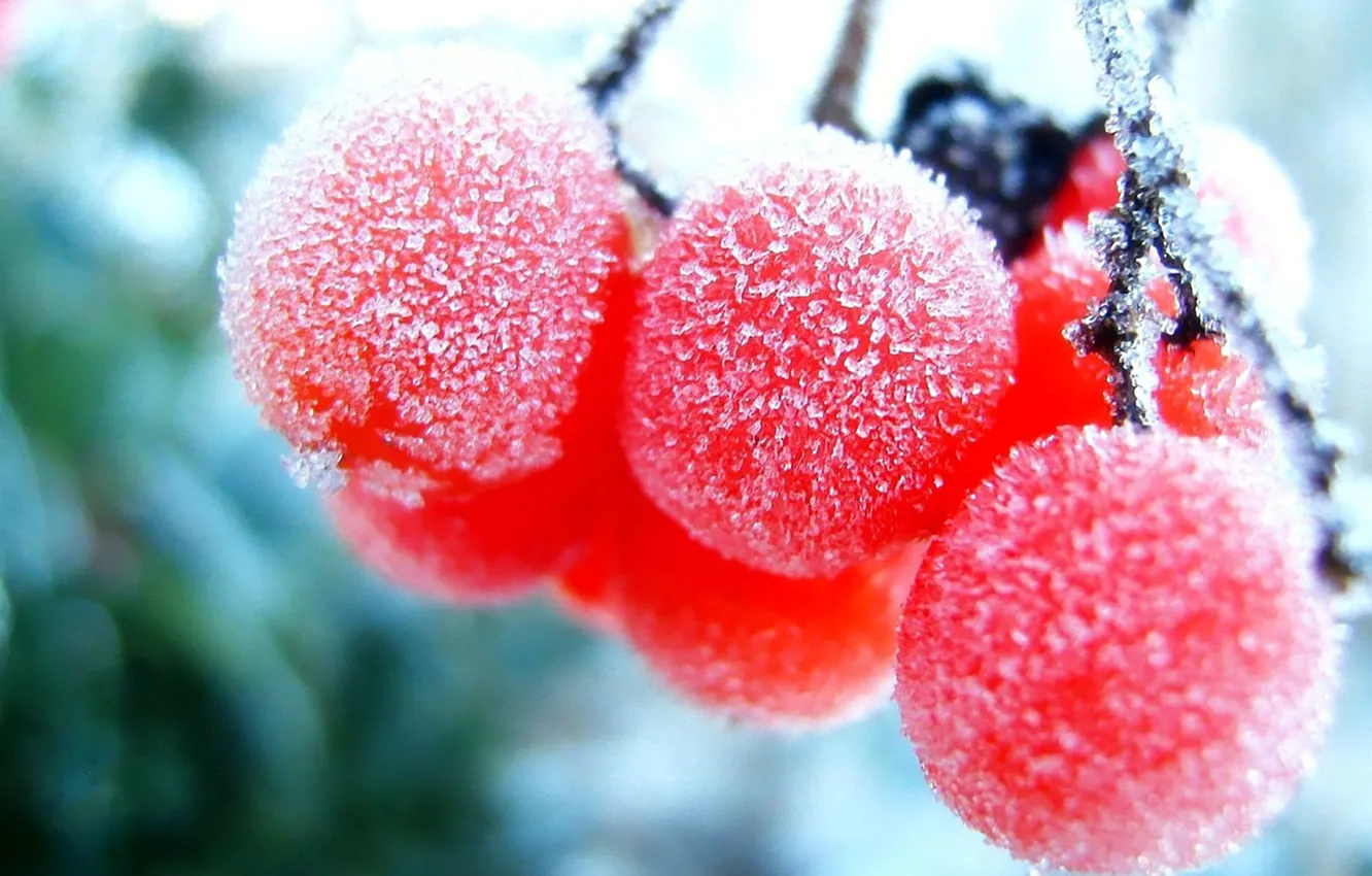 Фото обои макро, ягоды, замёрзшие
