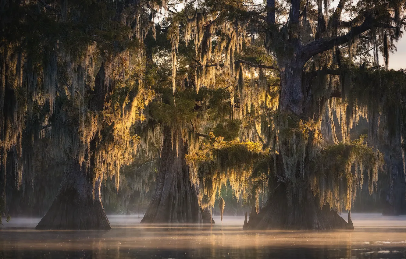 Фото обои swamp, backlight, Louisiana, fall colors, spanish moss, Atchafalaya Basin, Misty Trio