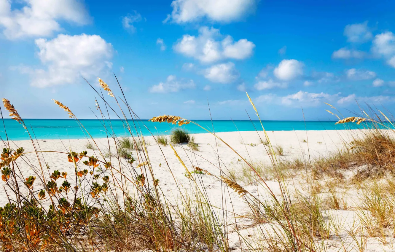 Фото обои песок, море, пляж, трава, берег, Grace, beach, bay