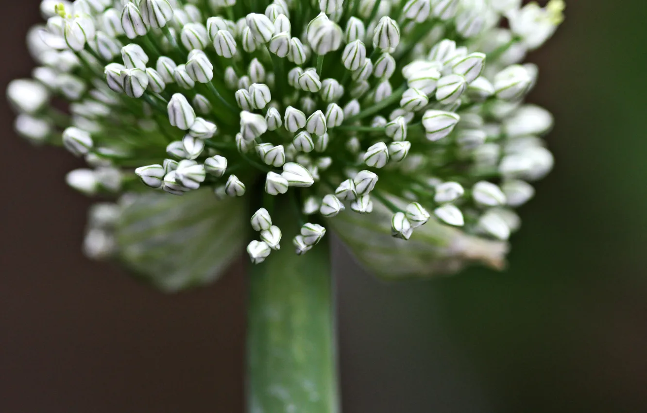 Фото обои Nature, Close Up, Plants