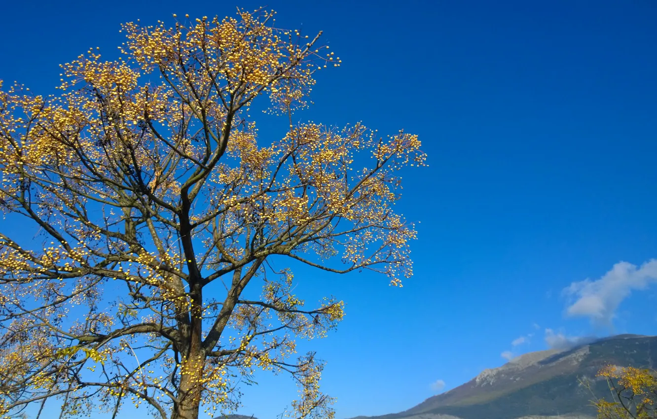 Фото обои осень, небо, горы, дерево