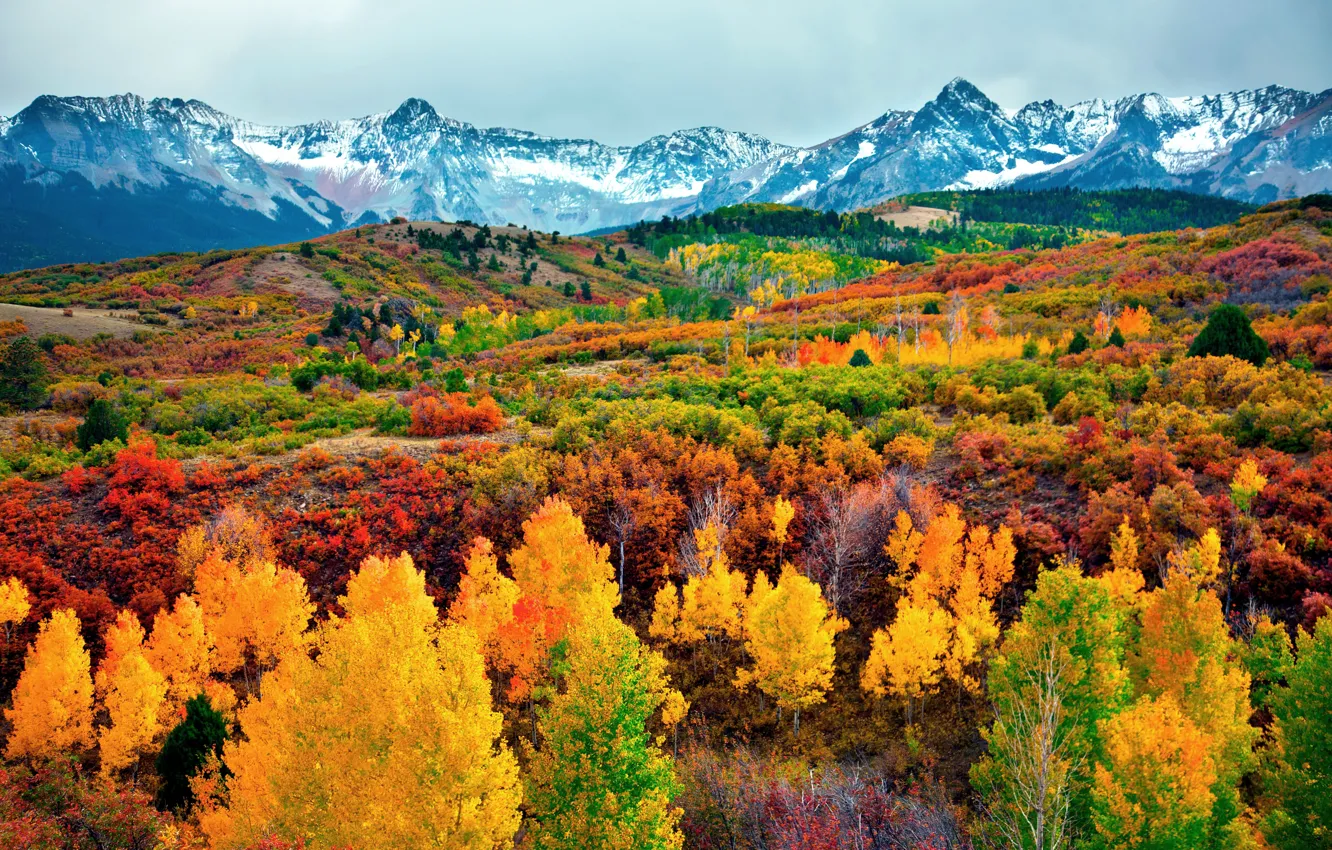 Фото обои осень, лес, пейзаж, горы, желтые листья, forest, trees, autumn