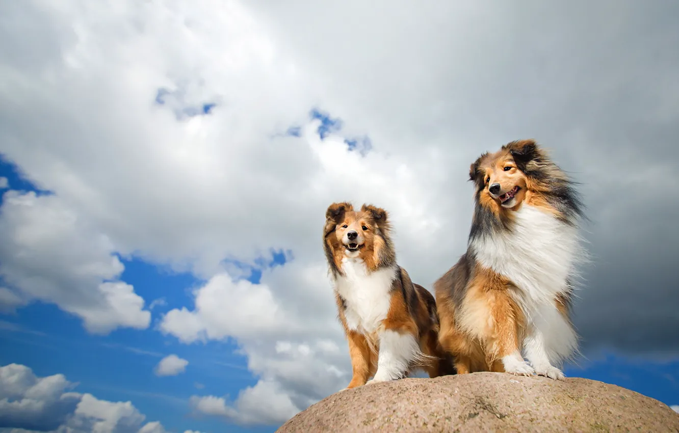 Фото обои собаки, небо, друзья