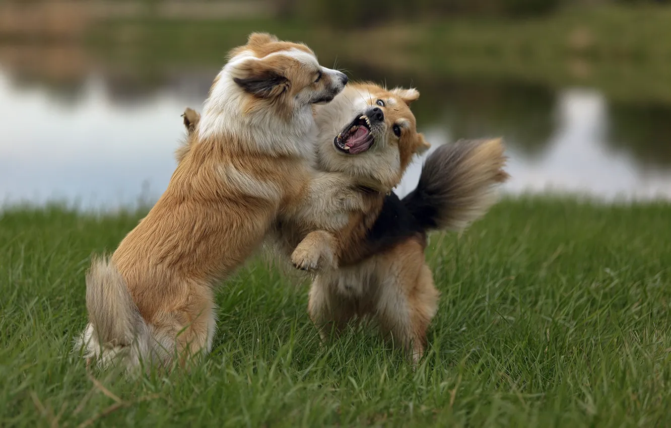 Фото обои собаки, игра, драка
