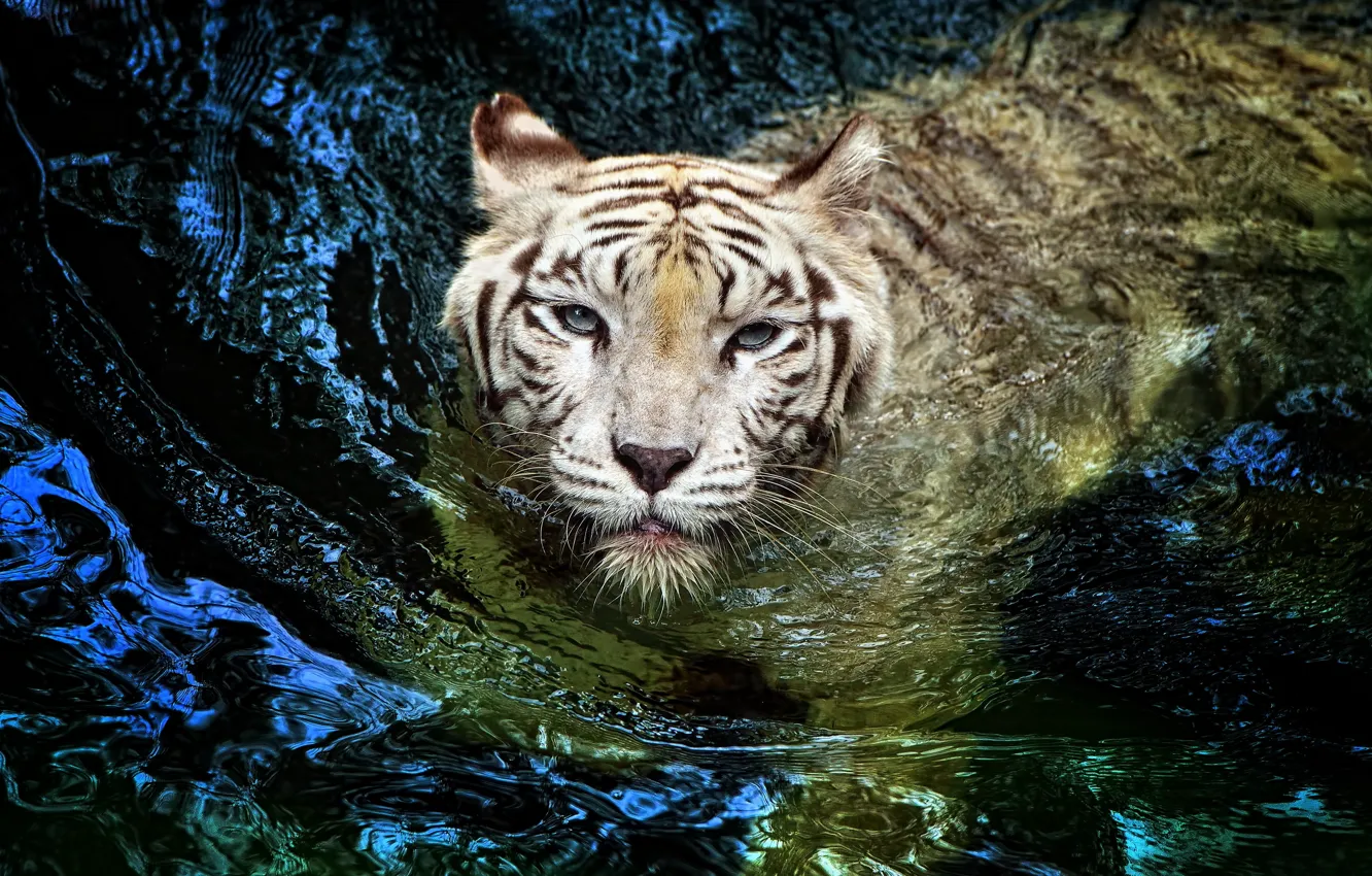 Фото обои белый, тигр, tiger, большая кошка, плывет, альбинос