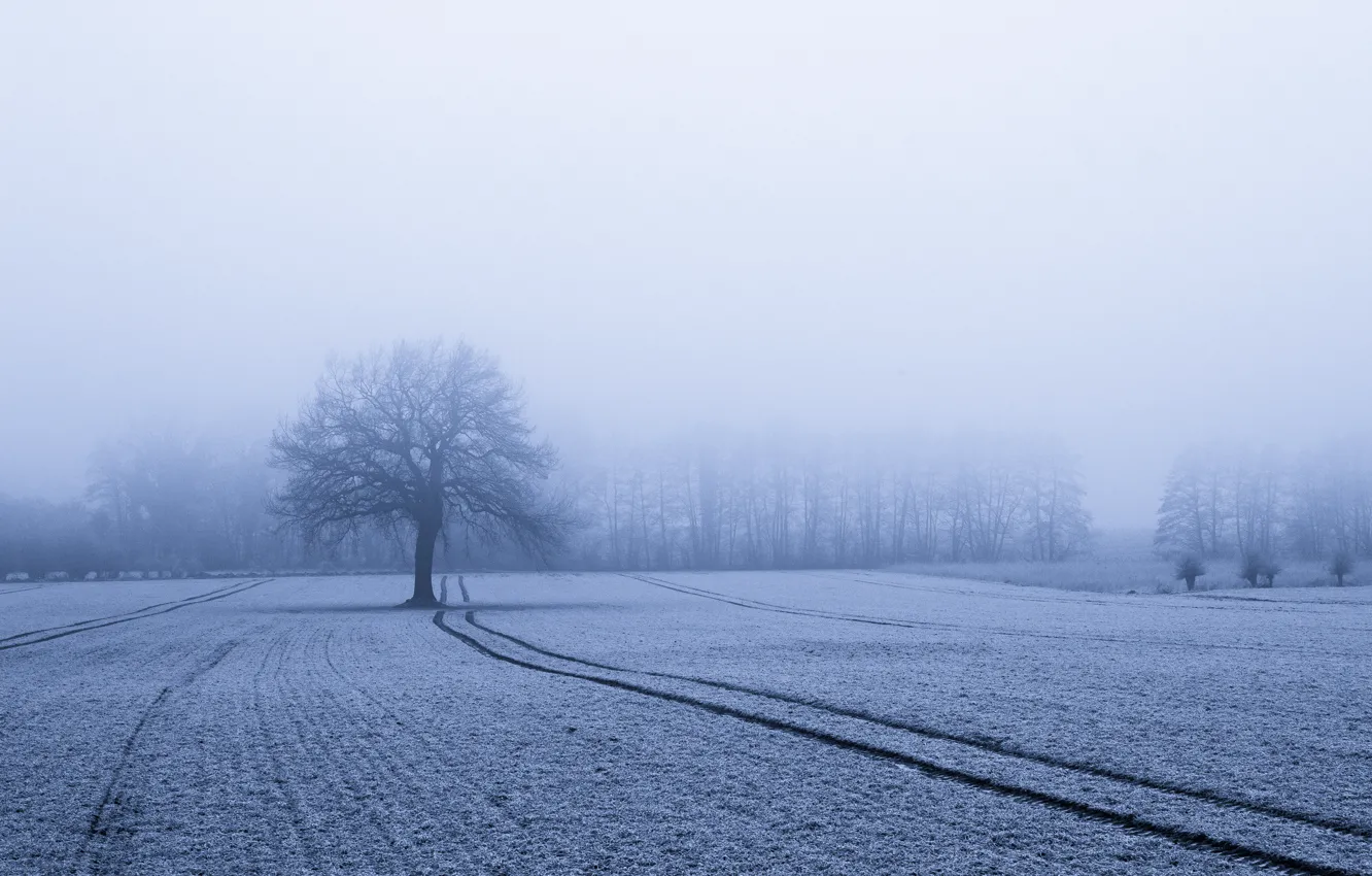 Фото обои зима, поле, снег, туман, дерево, тропа, мороз, дорожка