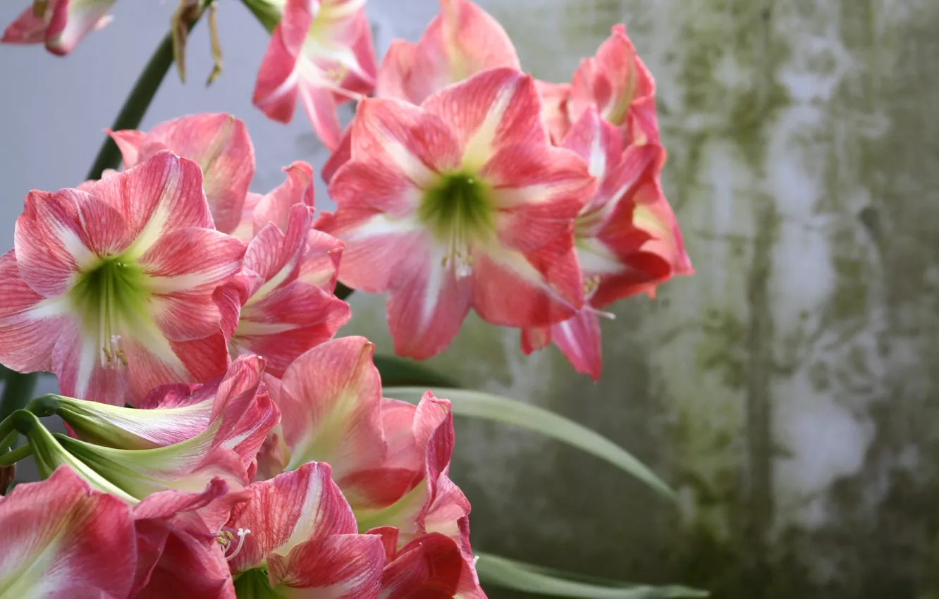Фото обои цветы, фон, Амариллис