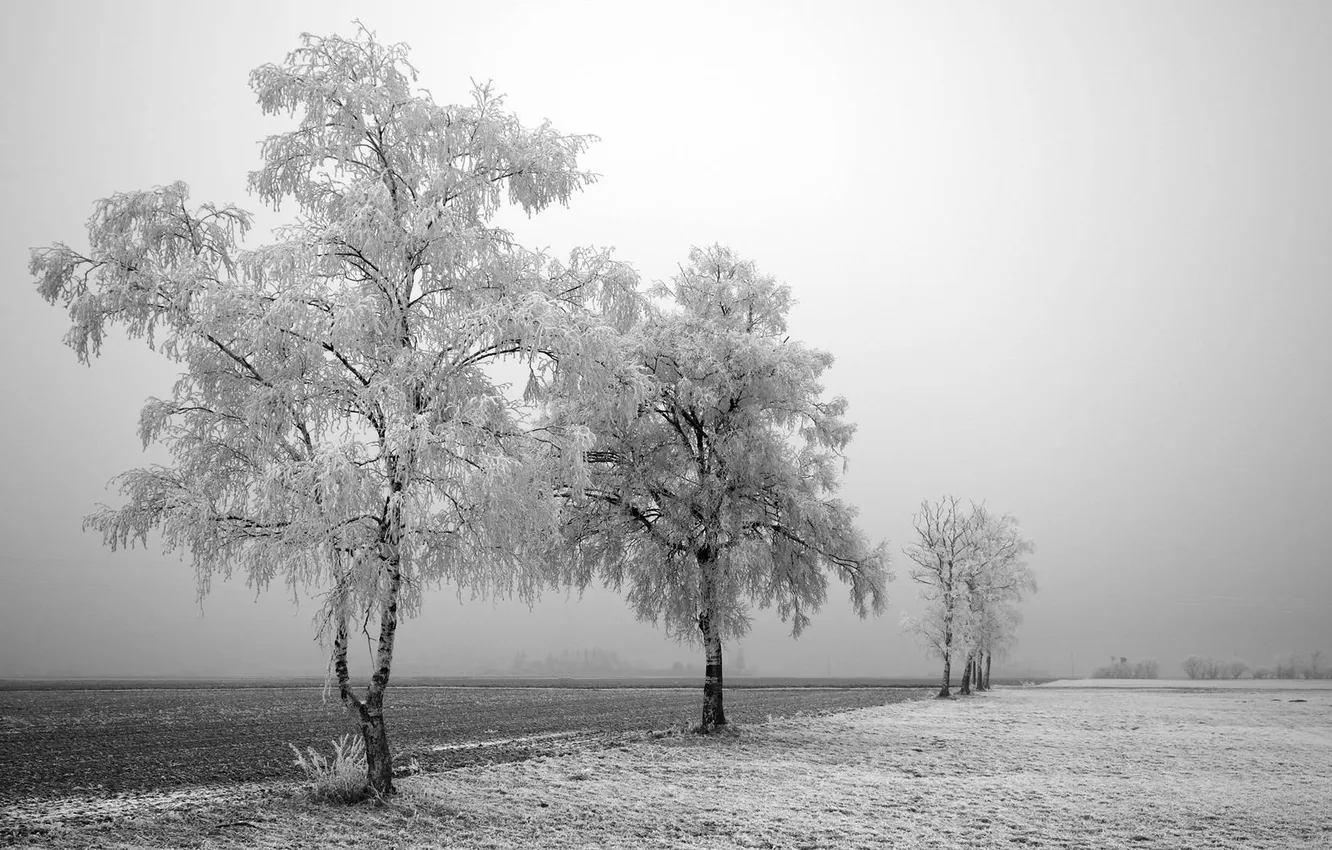 Фото обои зима, поле, снег, деревья, фото