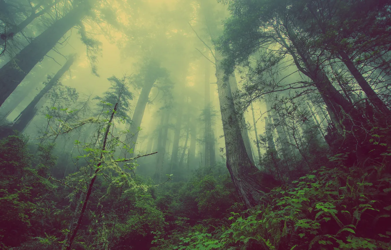Фото обои лес, деревья, природа, туман, trees, nature, forests, mist