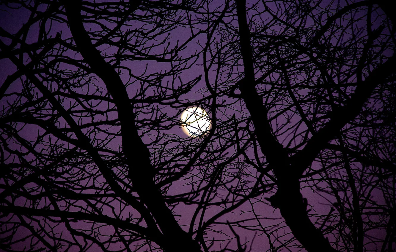 Фото обои небо, ночь, ветки, природа, дерево, луна, полнолуние