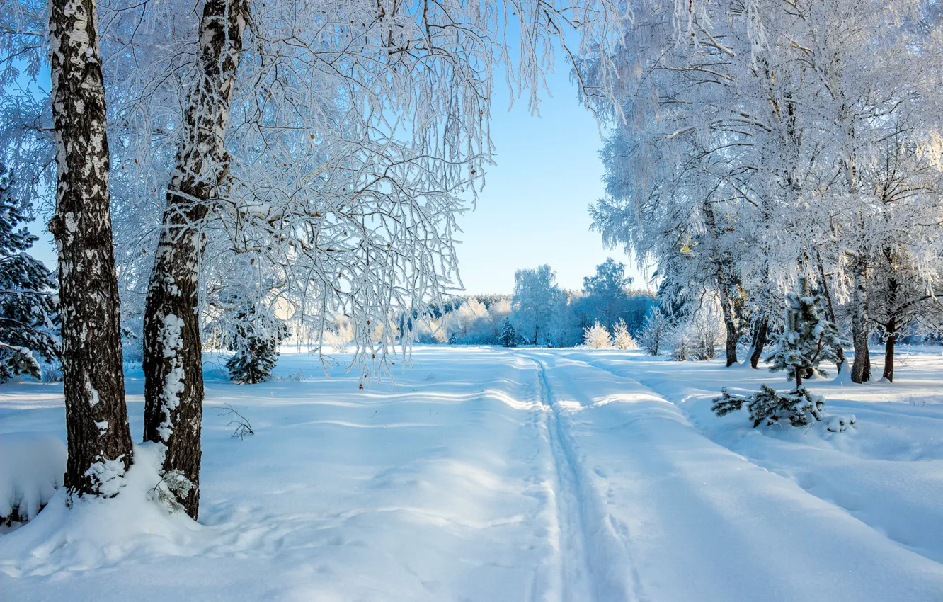 Фото обои зима, снег, деревья, лыжня, сугробы, Россия, берёзы, Усмань