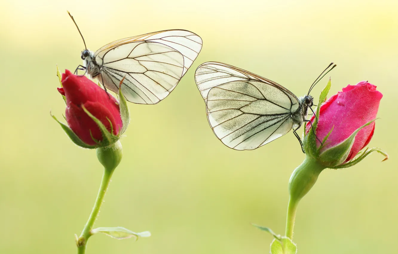 Фото обои бабочка, colors, яркость, butterfly, расцветка, brightness