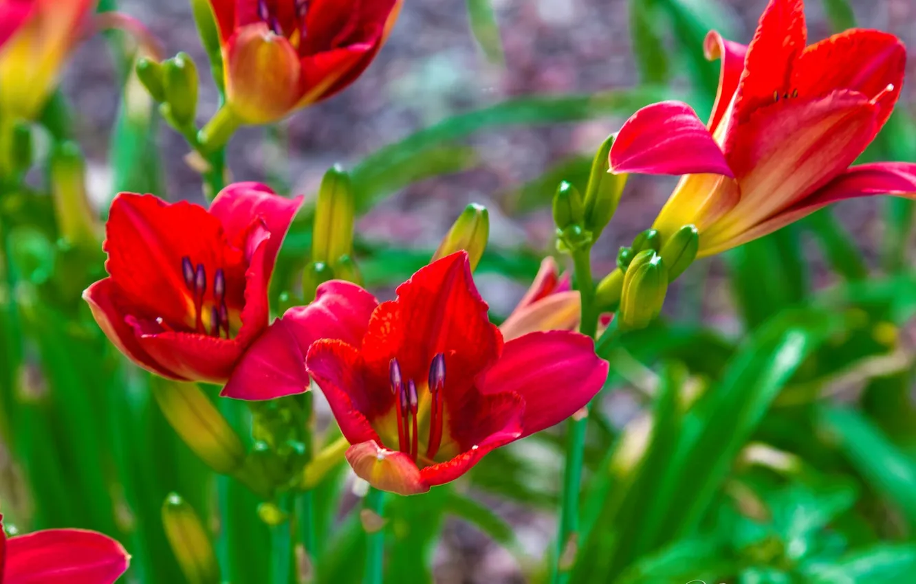 Фото обои краски, лилия, лепестки, сад, луг