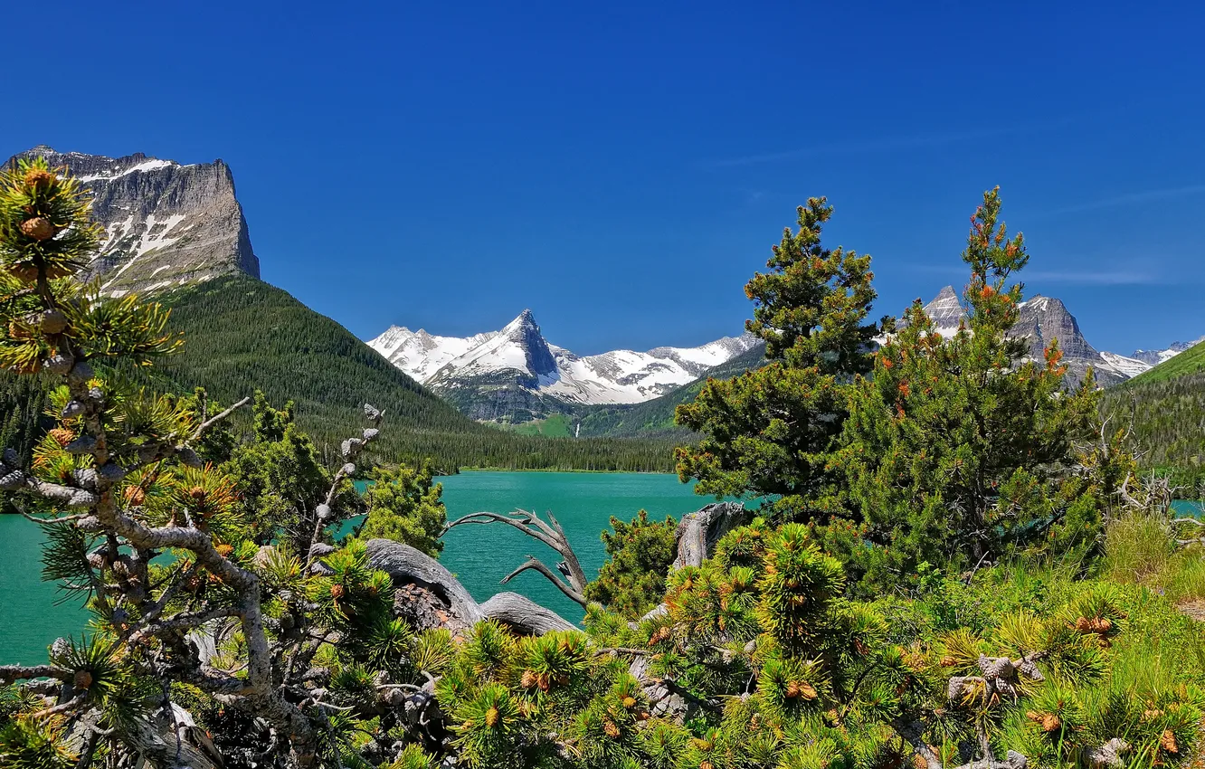 Фото обои горы, сосны, Монтана, Glacier National Park, Saint Mary Lake, Montana, Озеро Святой Марии, нациоанльный парк …