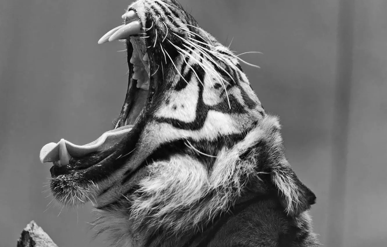 Фото обои tiger, animal, Black And White Animal
