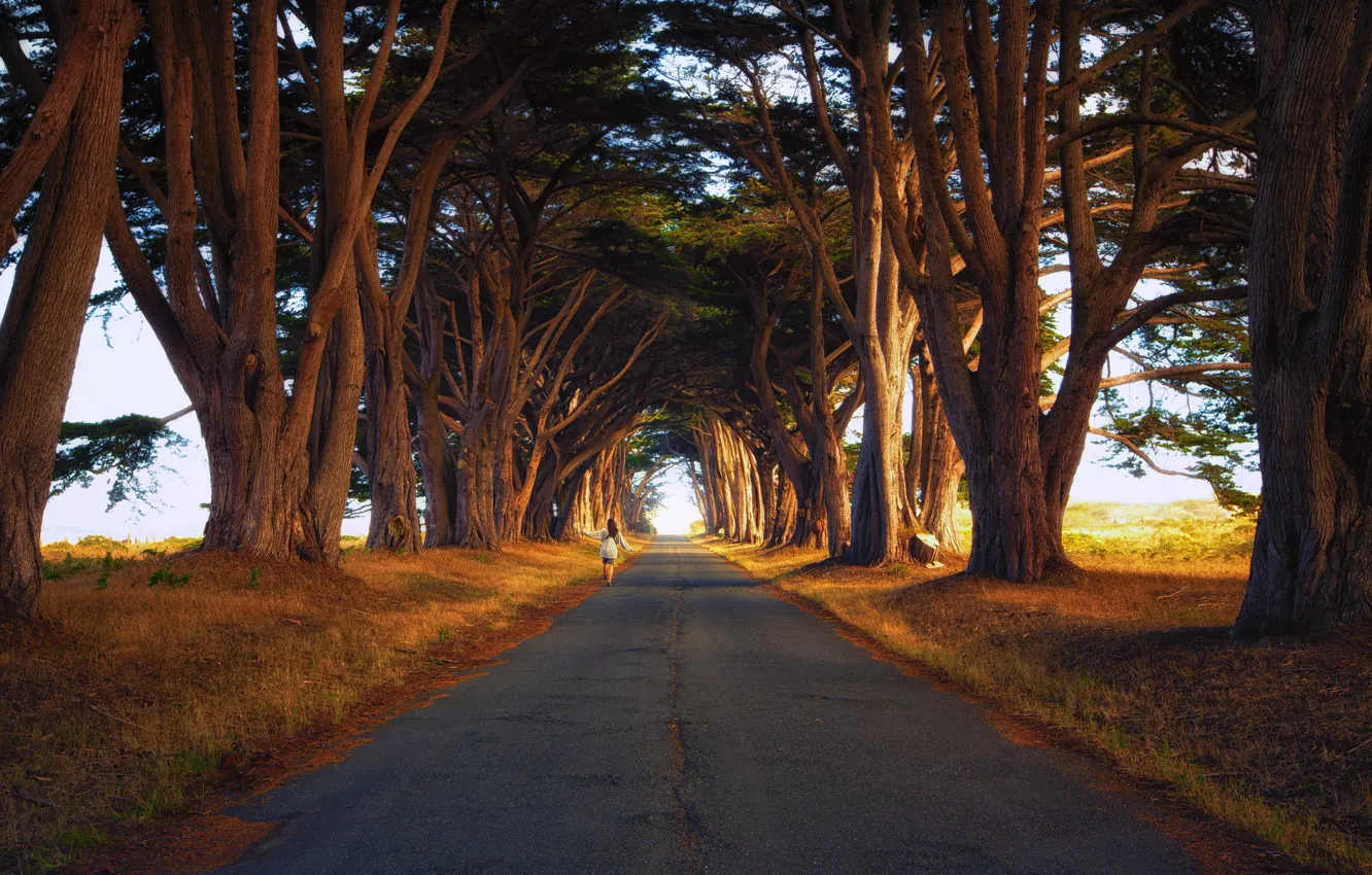 Фото обои дорога, деревья, пейзаж