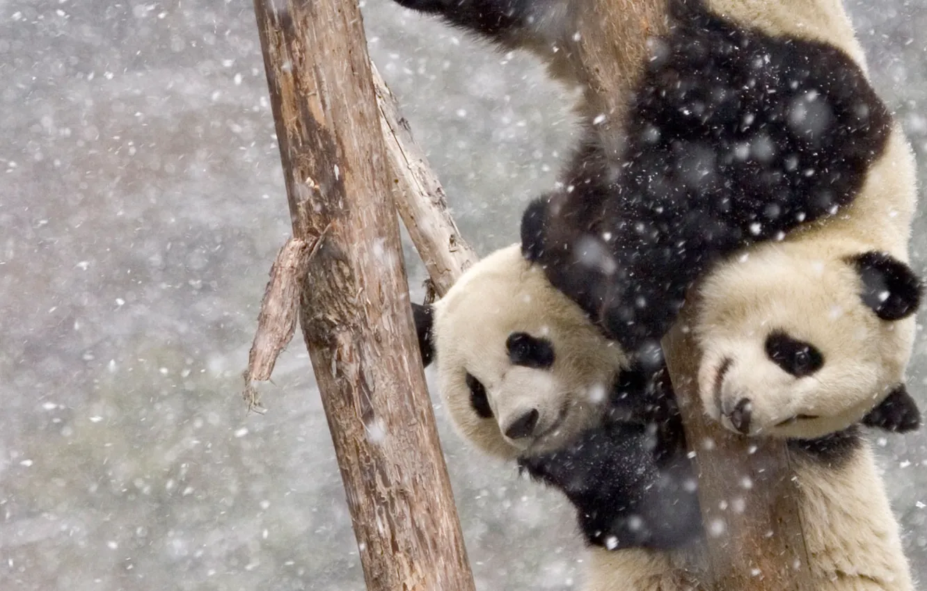 Фото обои две, снегопад, на дереве, панды