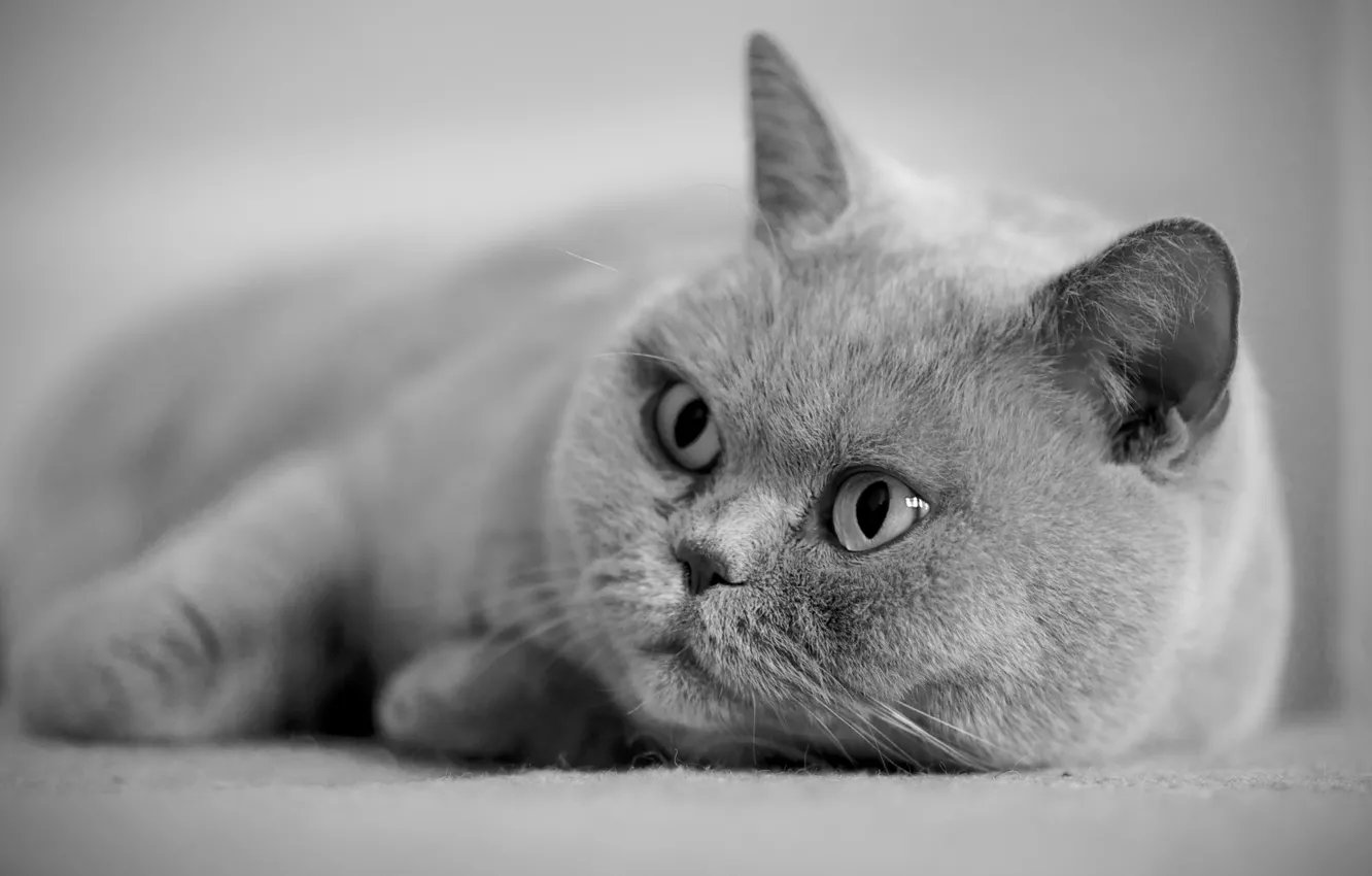 Фото обои глаза, кот, серый, британец