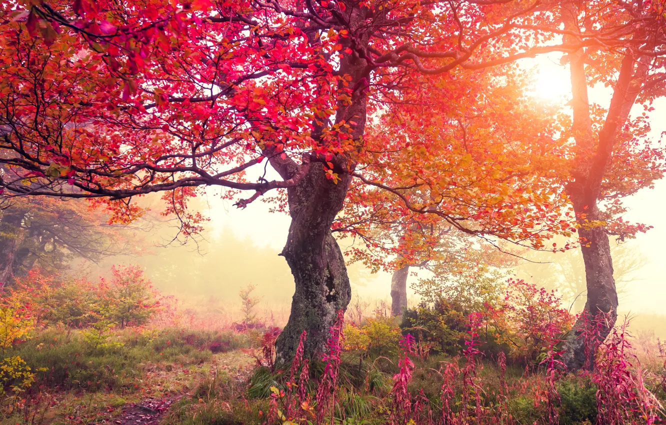 Фото обои осень, лес, деревья, цветы, листва