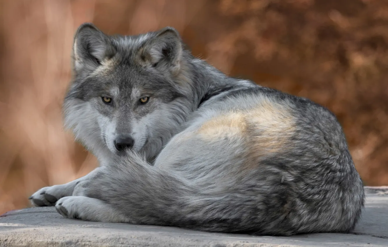 Фото обои nature, face, animal, wolf, wildlife, head, fur, mammal
