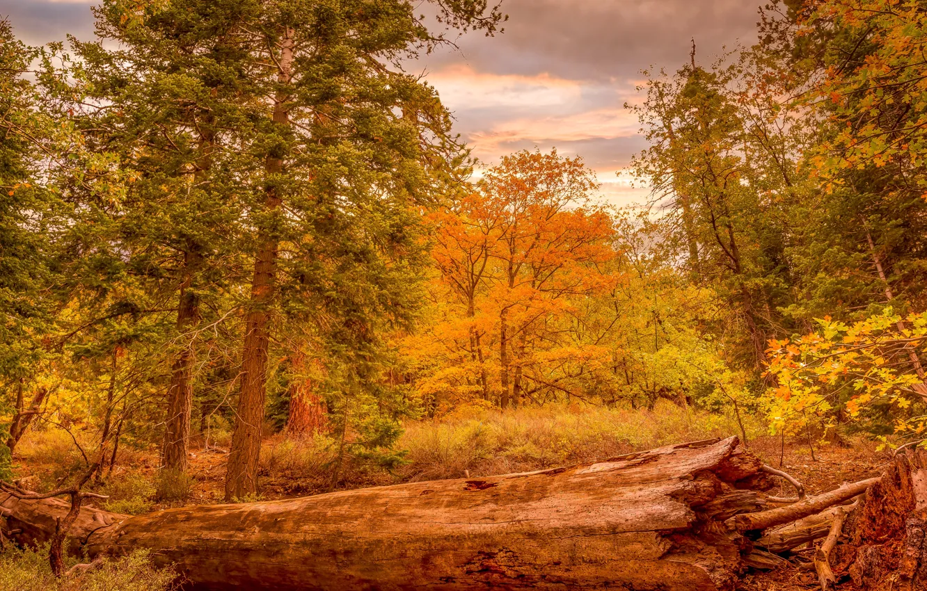 Фото обои осень, лес, деревья, бревно, золотая осень