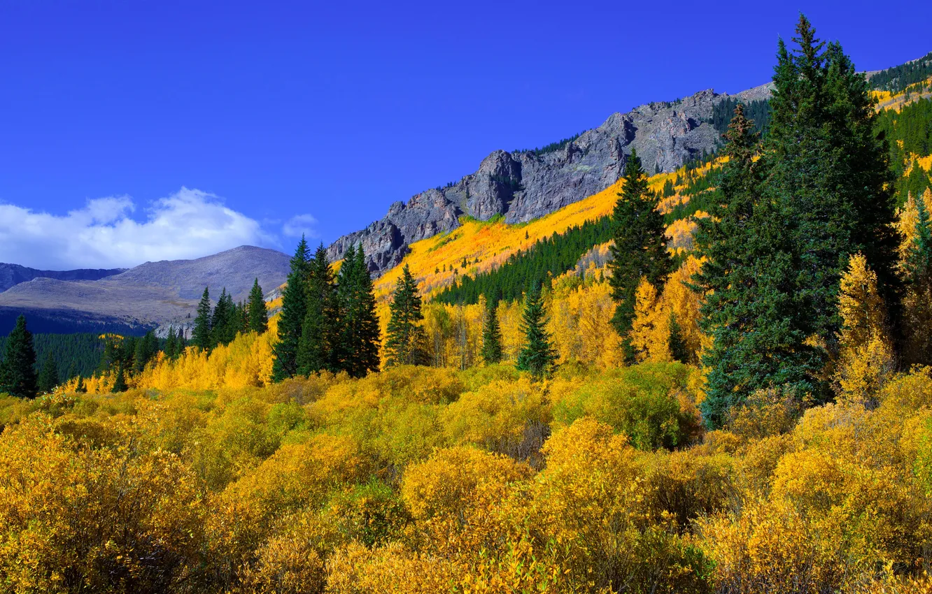 Фото обои осень, лес, синева, яркие цвета, краски осени