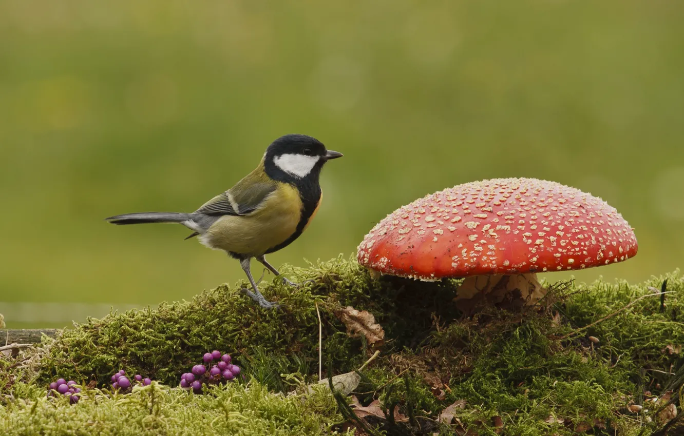 Фото обои осень, природа, ягоды, птица, гриб, мох, мухомор, синица