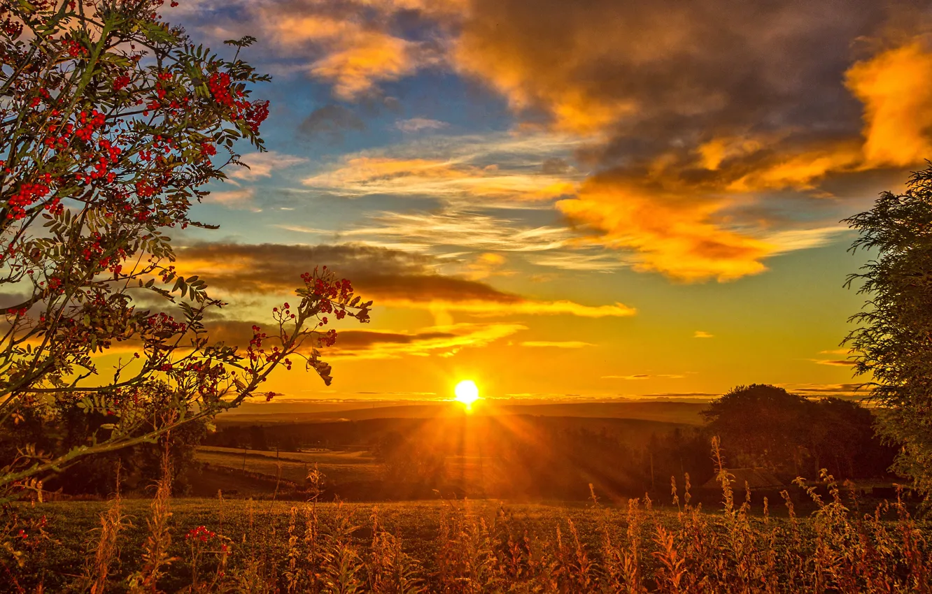 Фото обои небо, трава, облака, закат, Шотландия, лучи солнца, рябина, осень.поля