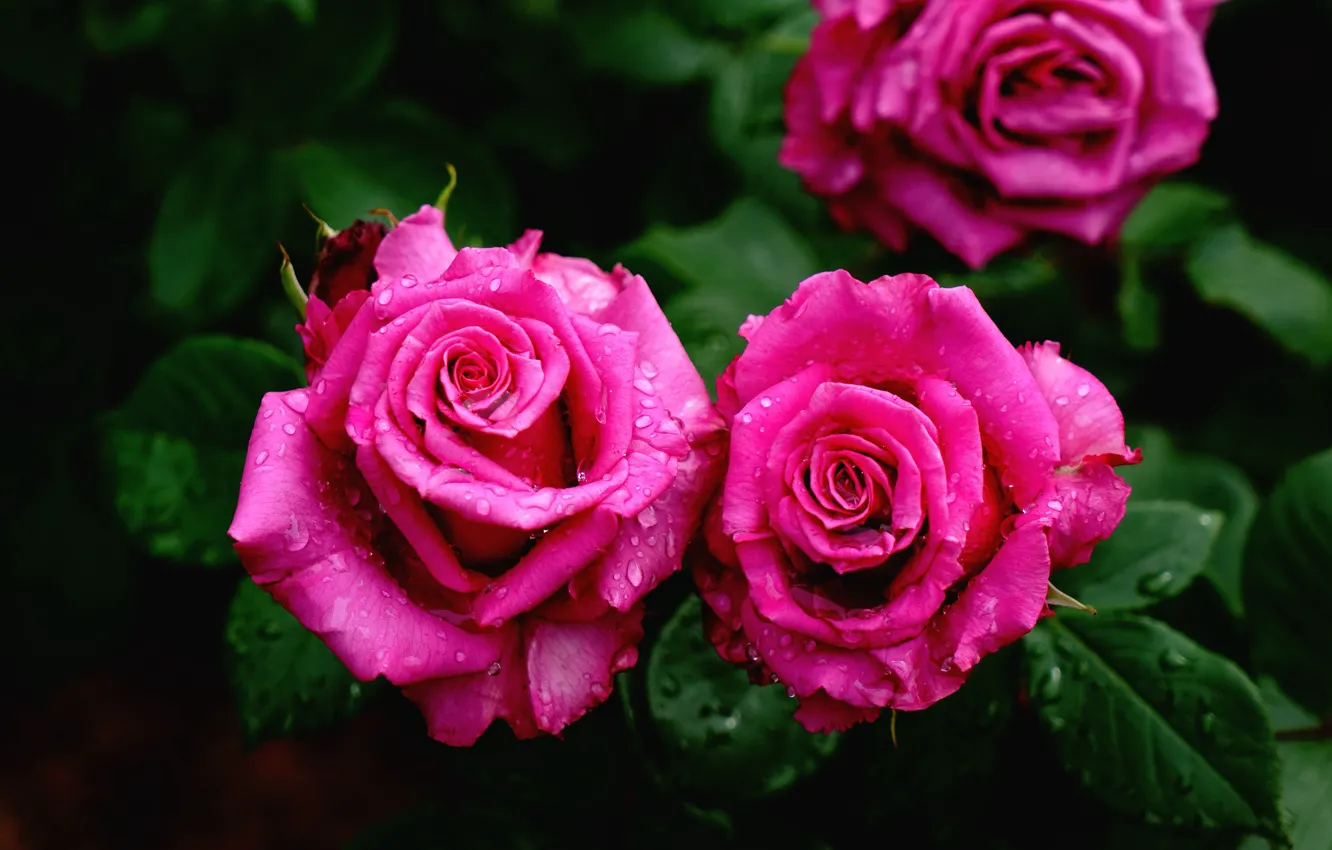 Фото обои листья, капли, цветы, темный фон, яркие, розы, розовые, дуэт