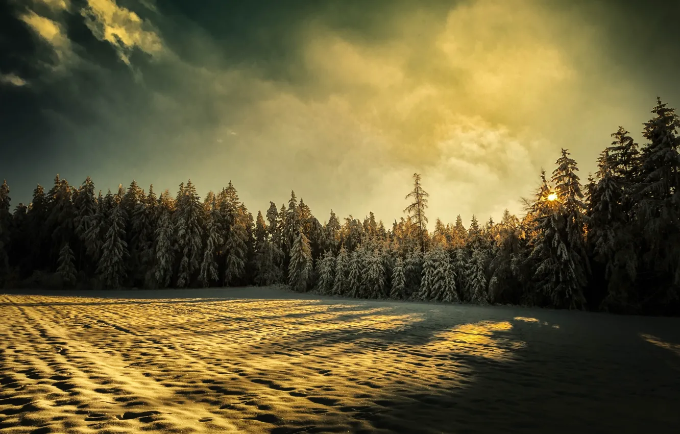 Фото обои зима, лес, свет