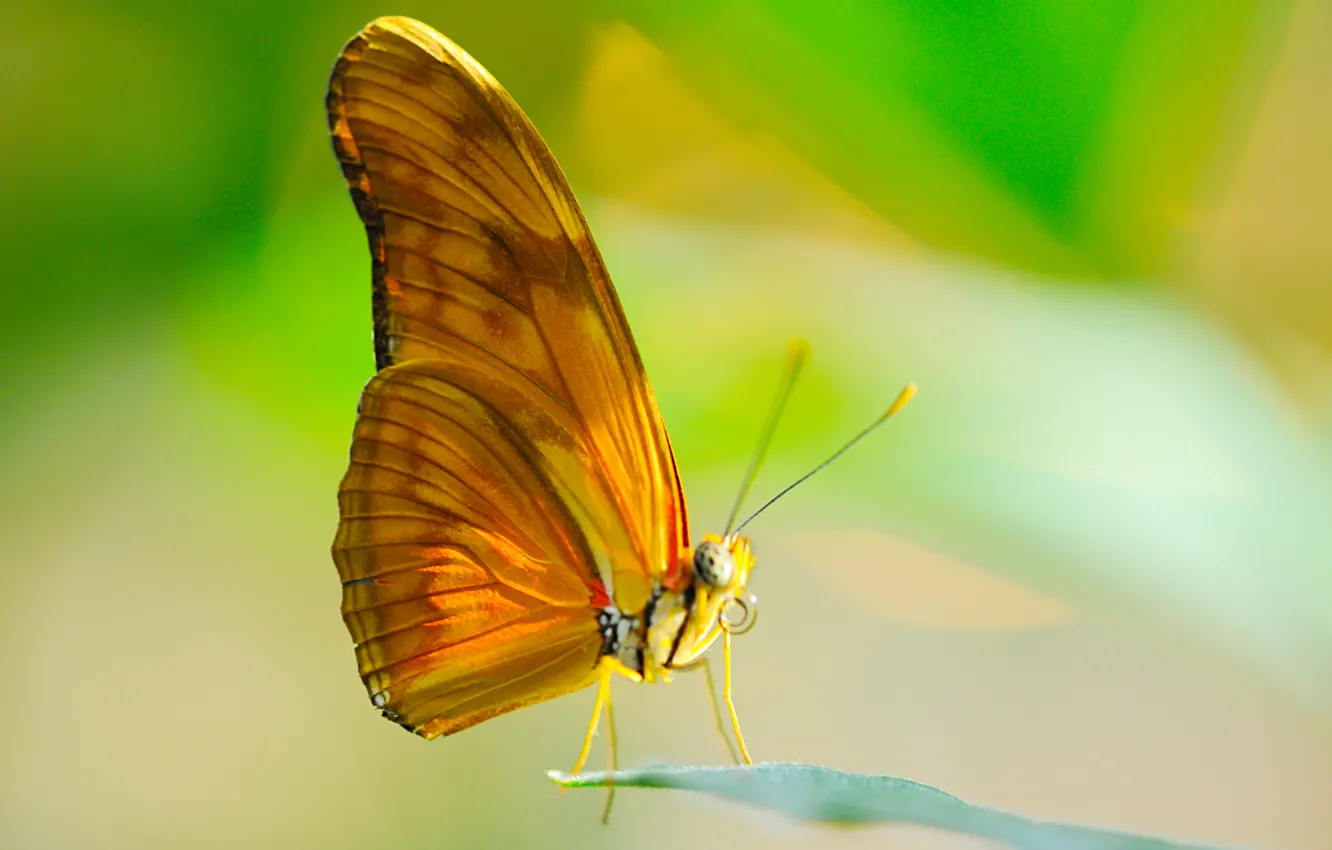 Фото обои солнце, макро, лист, бабочка, крылья, насекомое, хоботок
