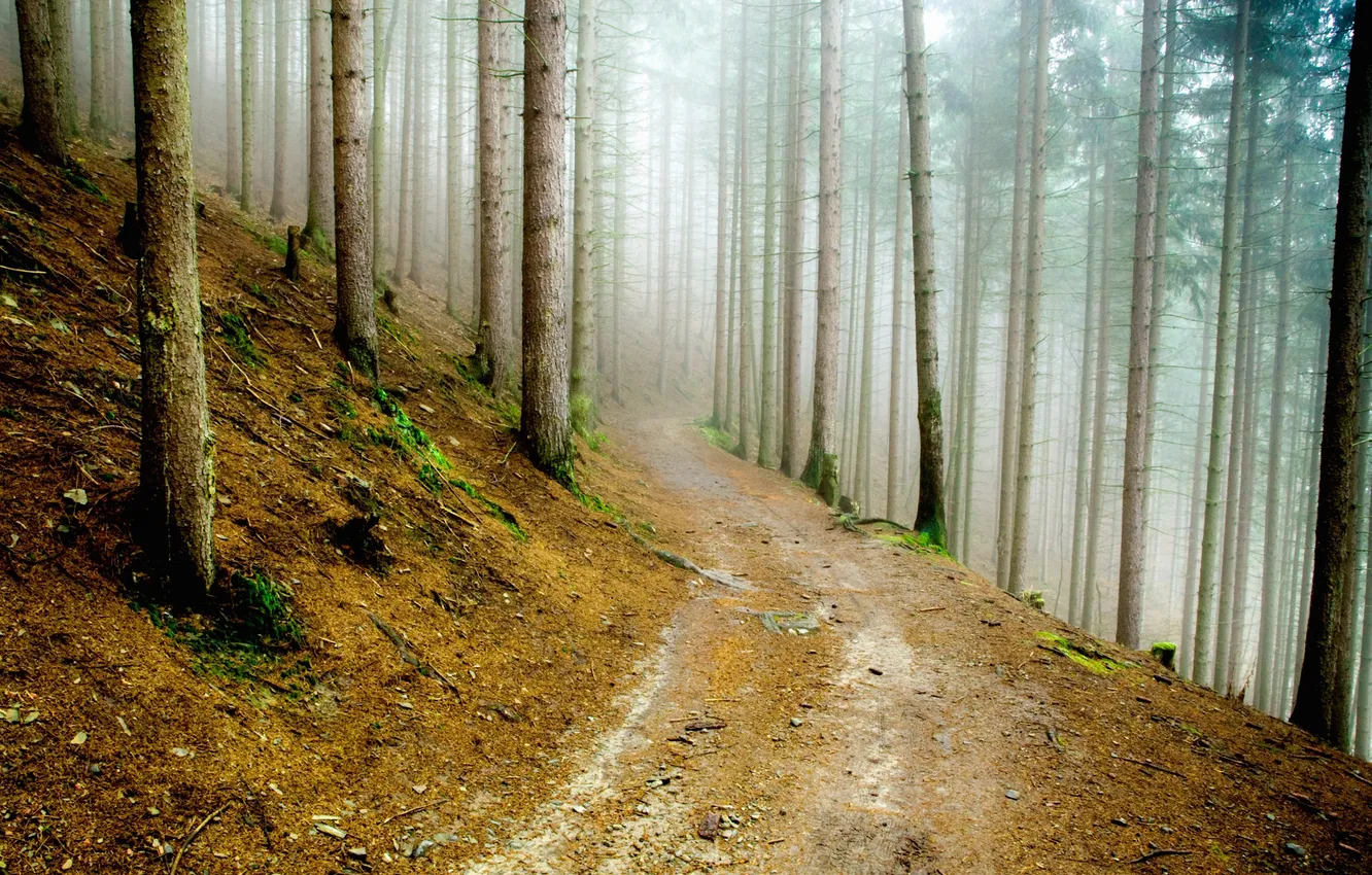 Фото обои дорога, лес, природа, туман, мох, дымка