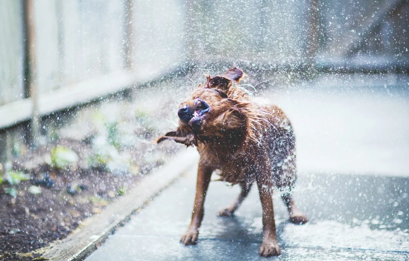 Фото обои вода, собака, dog, терьер